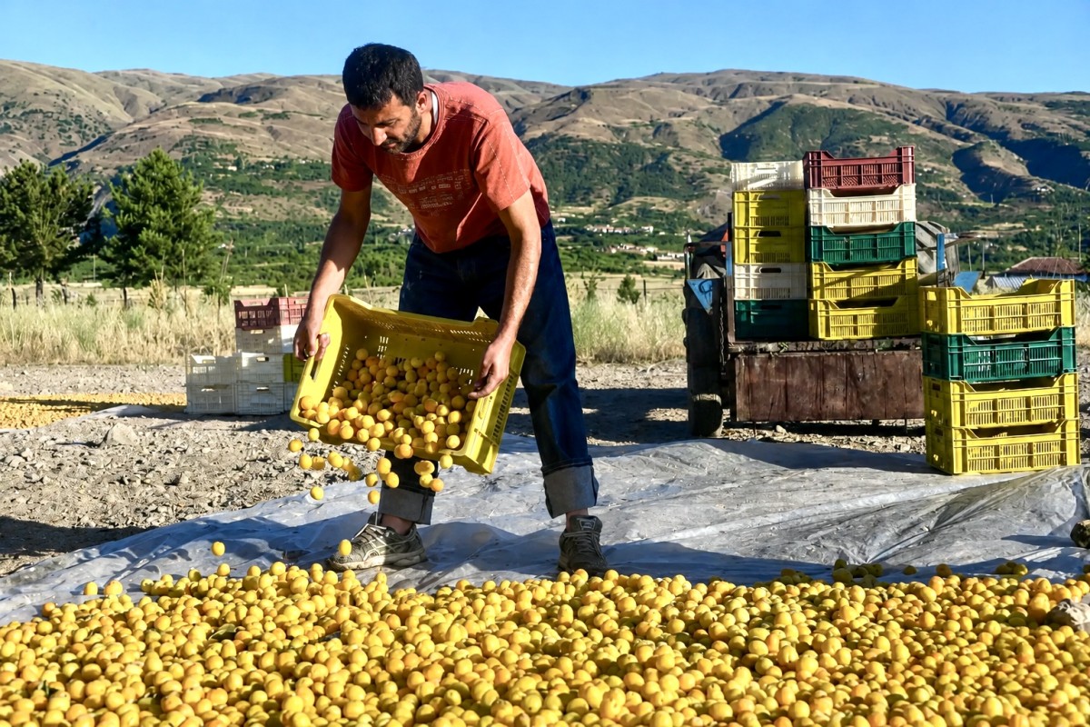 Kayısı Hasadı Öncesi İşçi Ücretleri Açıklandı